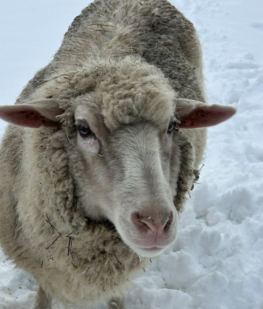 VESTON-KASAGI-WOOL-05